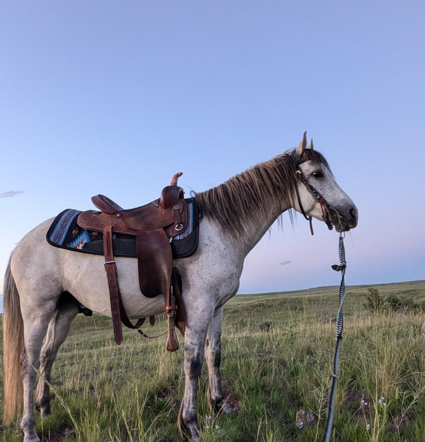 Danielle's horse in the badlands